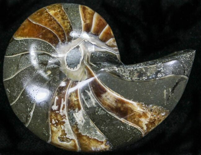 Cretaceous Nautilus Fossil - Madagascar #22558